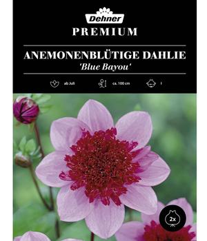 Dehner Premium Blumenzwiebel Anemonenblütige Dahlie 'Blue Bayou', 2 Stk.