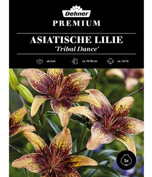 Dehner Premium Blumenzwiebel Asiatische Lilie 'Tribal Dance', 3 Stk.