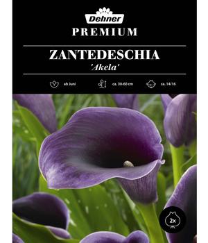 Dehner Premium Blumenzwiebel Zantedeschia 'Akela', 2 Stk.