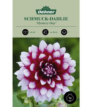 Dehner Blumenzwiebel Schmuck-Dahlie 'Mystery Day', 1 Stk.