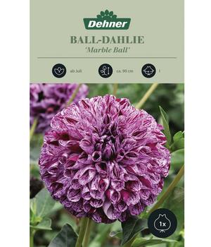 2 x Dehner Blumenzwiebel Ball-Dahlie 'Marble Ball', 1 Stk., Lila, Weiß