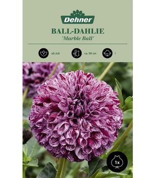 Dehner Blumenzwiebel Ball-Dahlie 'Marble Ball', 1 Stk.