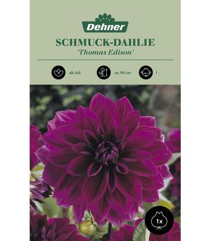 Dehner Blumenzwiebel Schmuck-Dahlie 'Thomas Edison', 1 Stk.
