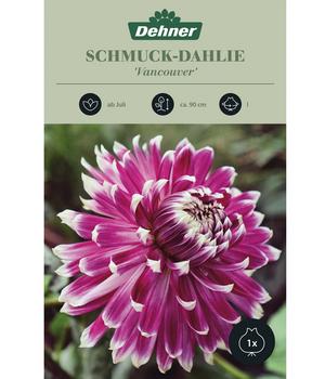 Dehner Blumenzwiebel Schmuck-Dahlie 'Vancouver', 1 Stk.