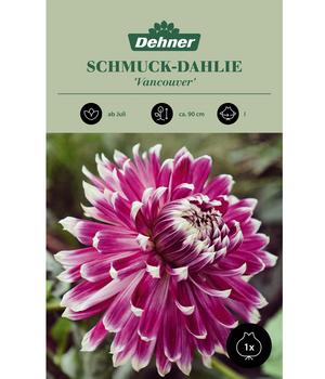 Dehner Blumenzwiebel Schmuck-Dahlie 'Vancouver', 1 Stk.