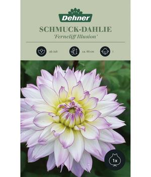 2 x Dehner Blumenzwiebel Schmuck-Dahlie 'Ferncliff Illusion', 1 Stk., Lila / Gelb Weiß