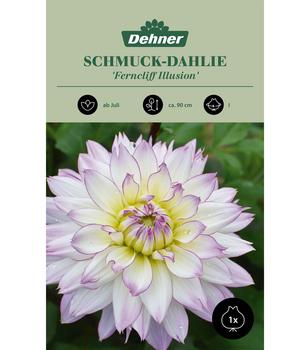 Dehner Blumenzwiebel Schmuck-Dahlie 'Ferncliff Illusion', 1 Stk.