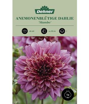 Dehner Blumenzwiebel Anemonenblütige Dahlie 'Mambo', 1 Stk.