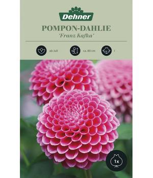 Dehner Blumenzwiebel Pompon-Dahlie 'Franz Kafka', 1 Stk.