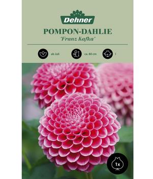 Dehner Blumenzwiebel Pompon-Dahlie 'Franz Kafka', 1 Stk.