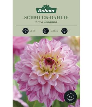 Dehner Blumenzwiebel Schmuck-Dahlie 'Luca Johanna', 1 Stk.