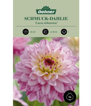Dehner Blumenzwiebel Schmuck-Dahlie 'Luca Johanna', 1 Stk.