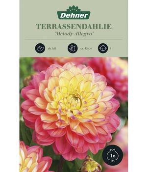 Dehner Blumenzwiebel Terrassendahlie 'Melody Allegro', 1 Stk.