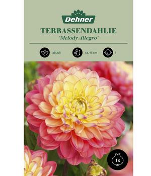 Dehner Blumenzwiebel Terrassendahlie 'Melody Allegro', 1 Stk.