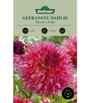 Dehner Blumenzwiebel Gefranste Dahlie 'Myrtle's Folly', 1 Stk.