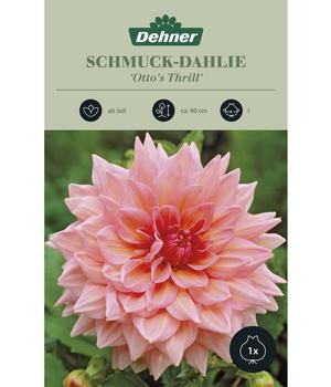 Dehner Blumenzwiebel Schmuck-Dahlie 'Otto's Thrill', 1 Stk.