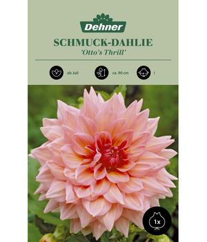 Dehner Blumenzwiebel Schmuck-Dahlie 'Otto's Thrill', 1 Stk.