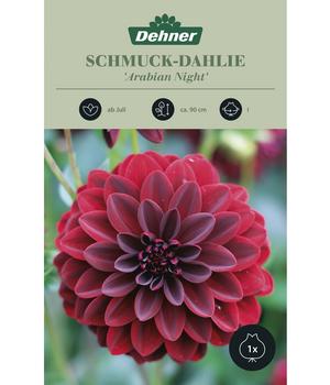 2 x Dehner Blumenzwiebel Schmuck-Dahlie 'Arabian Night', 1 Stk., Dunkelrot