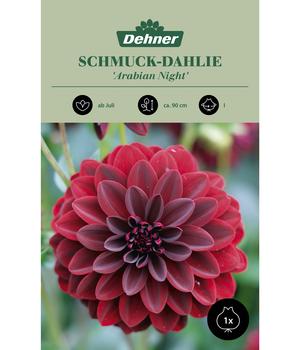 Dehner Blumenzwiebel Schmuck-Dahlie 'Arabian Night', 1 Stk.