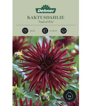 2 x Dehner Blumenzwiebel Kaktusdahlie 'Nuit d'Ete', 1 Stk., Dunkelrot