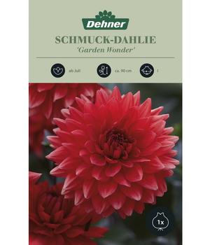 Dehner Blumenzwiebel Schmuck-Dahlie 'Garden Wonder', 1 Stk.