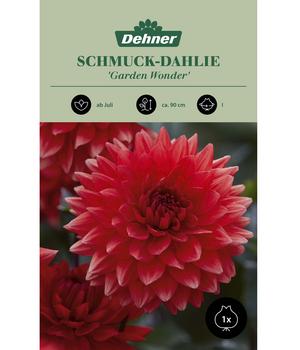 Dehner Blumenzwiebel Schmuck-Dahlie 'Garden Wonder', 1 Stk.