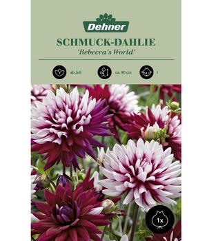 Dehner Blumenzwiebel Schmuck-Dahlie 'Rebecca's World', 1 Stk.