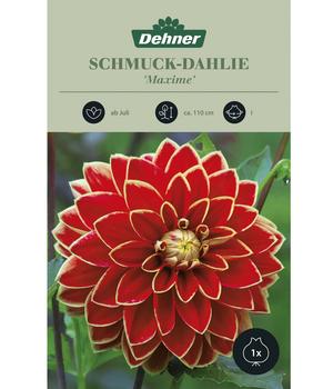 2 x Dehner Blumenzwiebel Schmuck-Dahlie 'Maxime', 1 Stk., Gelb / Rot