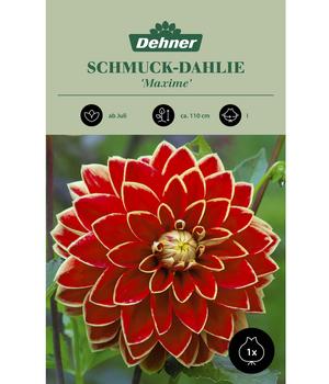 Dehner Blumenzwiebel Schmuck-Dahlie 'Maxime', 1 Stk.