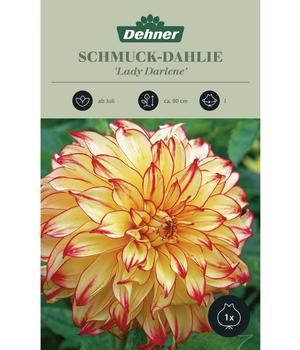 Dehner Blumenzwiebel Schmuck-Dahlie 'Lady Darlene', 1 Stk.