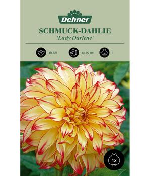 Dehner Blumenzwiebel Schmuck-Dahlie 'Lady Darlene', 1 Stk.
