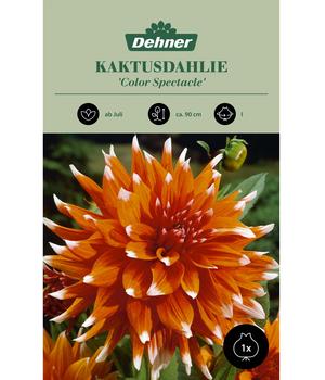 Dehner Blumenzwiebel Kaktusdahlie 'Color Spectacle', 1 Stk.