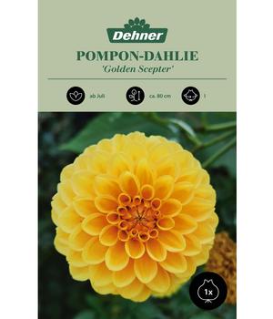 Dehner Blumenzwiebel Pompon-Dahlie 'Golden Scepter', 1 Stk.