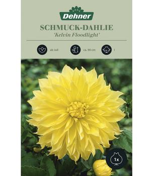 Dehner Blumenzwiebel Schmuck-Dahlie 'Kelvin Floodlight', 1 Stk.