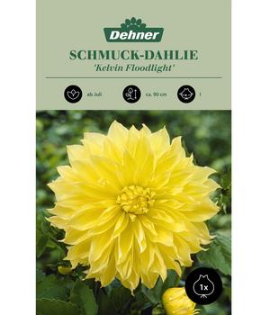 Dehner Blumenzwiebel Schmuck-Dahlie 'Kelvin Floodlight', 1 Stk.