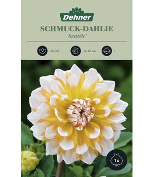 2 x Dehner Blumenzwiebel Schmuck-Dahlie 'Seattle', 1 Stk., Weiß, Gelb