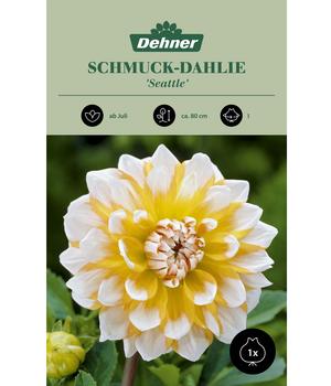 Dehner Blumenzwiebel Schmuck-Dahlie 'Seattle', 1 Stk.