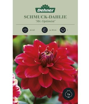 Dehner Blumenzwiebel Schmuck-Dahlie 'Mr. Optimist', 1 Stk.