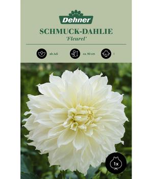 Dehner Blumenzwiebel Schmuck-Dahlie 'Fleurel', 1 Stk.