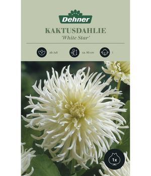 Dehner Blumenzwiebel Kaktusdahlie 'White Star', 1 Stk.
