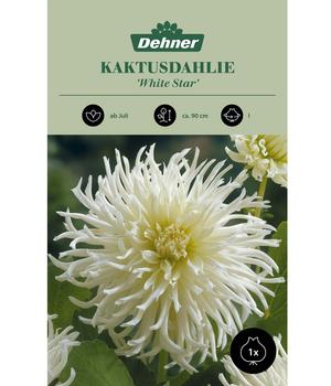Dehner Blumenzwiebel Kaktusdahlie 'White Star', 1 Stk.
