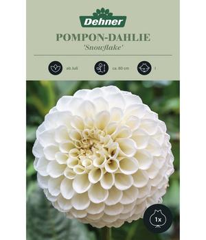 Dehner Blumenzwiebel Pompon-Dahlie 'Snowflake', 1 Stk.