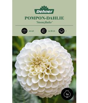 Dehner Blumenzwiebel Pompon-Dahlie 'Snowflake', 1 Stk.