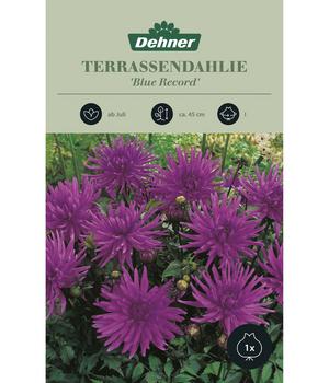 Dehner Blumenzwiebel Terrassendahlie 'Blue Record', 1 Stk.
