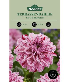 Dehner Blumenzwiebel Terrassendahlie 'Go Go Speckled', 1 Stk.