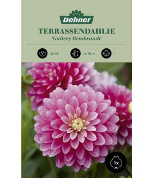 Dehner Blumenzwiebel Terrassendahlie 'Gallery Rembrandt', 1 Stk.