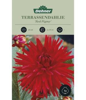 Dehner Blumenzwiebel Terrassendahlie 'Red Pigmy', 1 Stk.