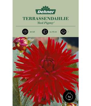 Dehner Blumenzwiebel Terrassendahlie 'Red Pigmy', 1 Stk.