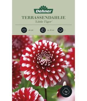 Dehner Blumenzwiebel Terrassendahlie 'Little Tiger', 1 Stk.