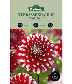 Dehner Blumenzwiebel Terrassendahlie 'Little Tiger', 1 Stk.